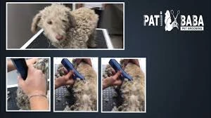 Pati Baba Pet Grooming