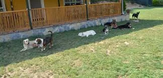 Pati Pet Evcil Hayvan Oteli