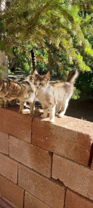 Patice Veteriner Kliniği - Nevşehir Veteriner