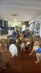 Patilance Köpek Oteli/ Kreş