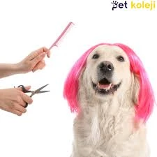 Pet Kuaför | Petzzkuaför Kedi Köpek Kuaförü