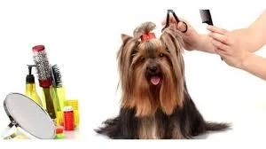 Pet Kuaför Zonguldak