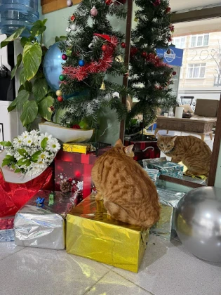 Pet Time Veteriner Kliniği