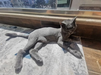 Petcom Veteriner Kliniği