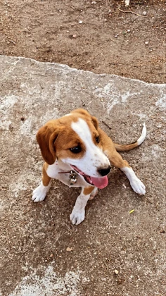 Petopia Veteriner Kliniği- Veterinary Clinic