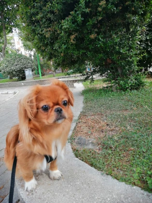 Podo Vet Veteriner Kliniği