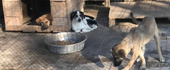 Rize Sokak Hayvanları Tedavi Ve Rehabilitasyon Mer