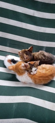 Rizem Veteriner Kliniği