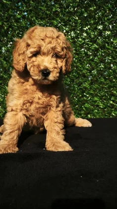 Şanslı Patiler Pet Shop