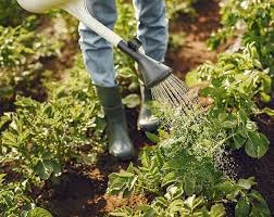 Sedir Tarım Süs Bitkileri Ve Fidanlığı