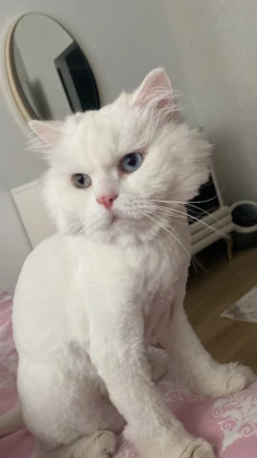 Sempati Veteriner Kliniği