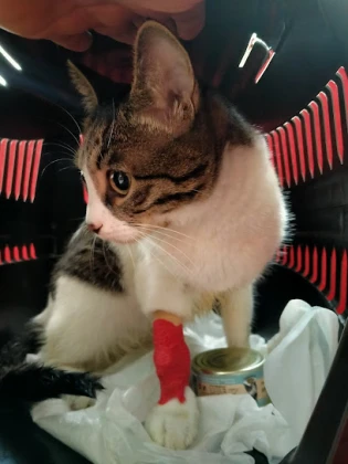 Sincan İlgivetpol Veteriner Polikliniği / Sincan Veteriner Kliniği