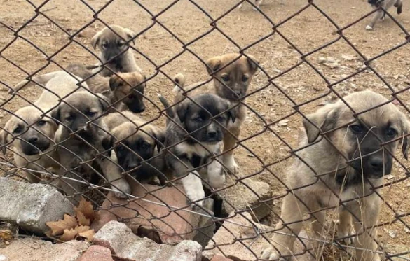 Sivas Belediyesi Hayvan Barınağı