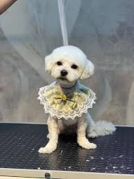 Sivas Bölge Pet Kuaför Kedi&Kopek Kuaförü