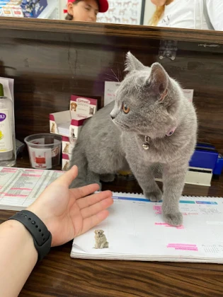 Tümvet Veteriner Muayenehanesi