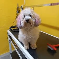 Ülker Petshop&Petkuaför