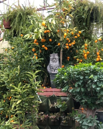 Urfa Kaya Peyzaj Çevre Düzenleme,Süs Bitkileri,Meyve Fidanları