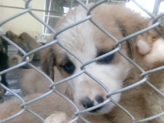 Uşak Belediyesi Hayvanları Rehabilite Mer.