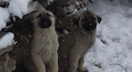 Uzmanlar Veteriner Kliniği