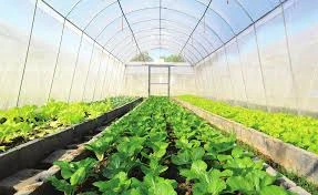 Vadi Istanbul Seracılık Çiçekçilik