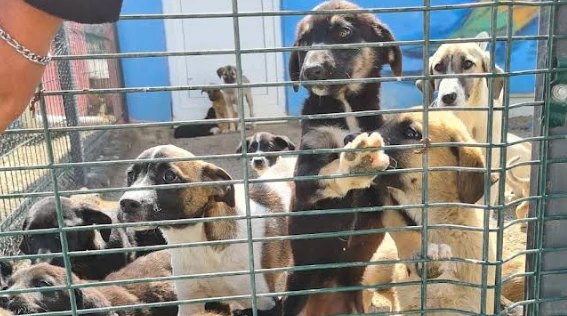 Van Belediyesi Geçiçi Hayvan Barınağı