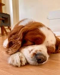 Van Edremit Köpek Oteli