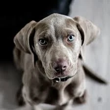 Vişne Veteriner Kliniği & Pet Kuaför