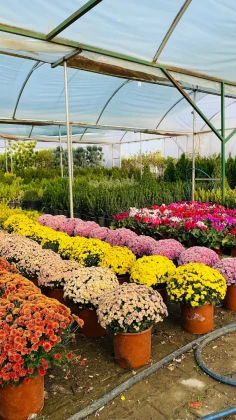 Yeşil Aksaray Peyzaj