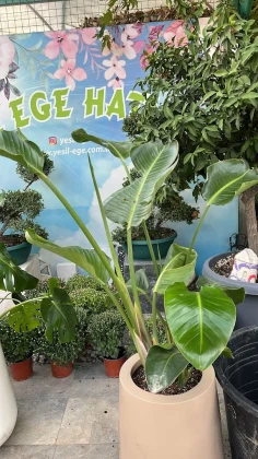 Yeşil Ege Peyzaj Ve Sulama Sistemleri