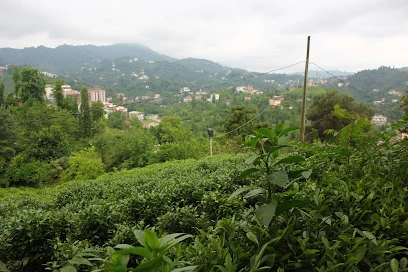 Ziraat Çay Bahçesi