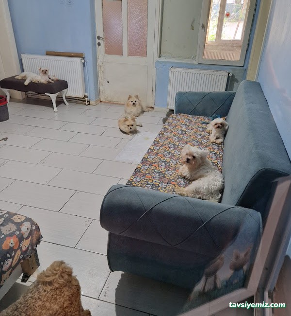 Keyifli Patim | Köpek Oteli | Köpek Pansiyonu | Pet Otel