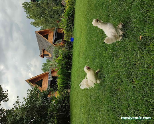 Sapanca Köy Bungalov