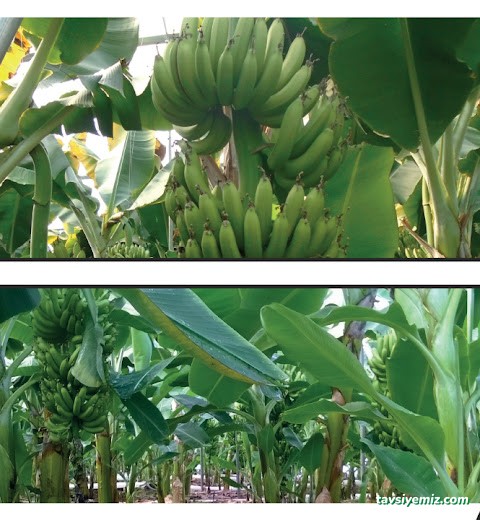 Kuzey Sera Sistemleri Bursa