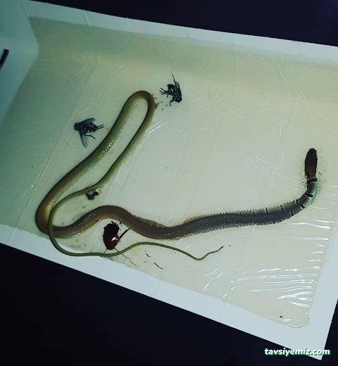 Ünal İlaç İlaçlama