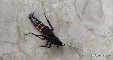 Yalova Acil İlaçlama