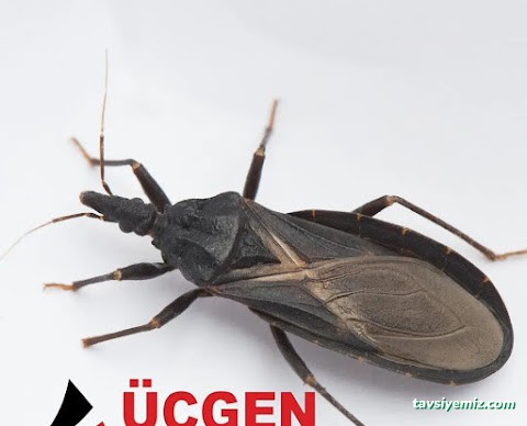 Üçgen Haşere Kontrol Servisi