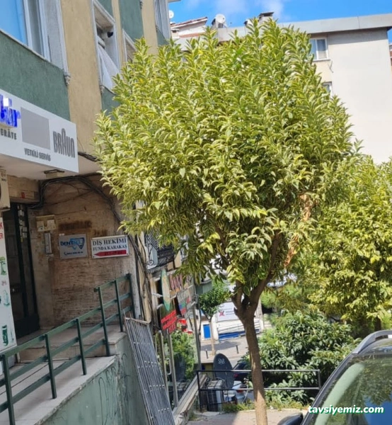 Güven Teknik Küçük Ev Aletleri Ve Endüstriyel Mutfak Ekipmanları Yetkili Servisi