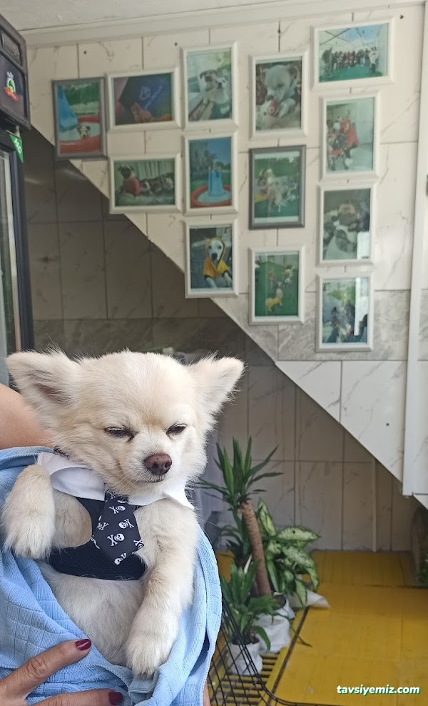 Şanslı Patiler Pet Salon