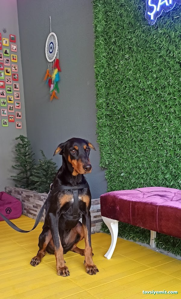 Şanslı Patiler Pet Salon