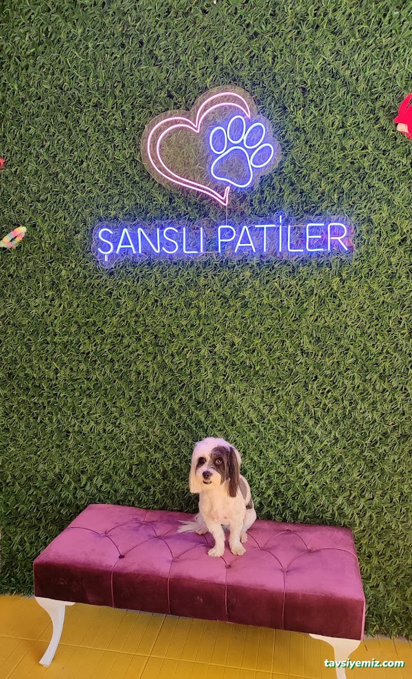 Şanslı Patiler Pet Salon