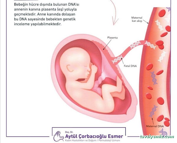Prof.dr.aytül Çorbacıoğlu -Perinatoloji Ve Kadın Hastalıkları Ve Doğum Uzmanı