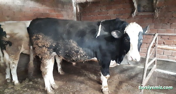 Bolu Belediye Mezbahanesi