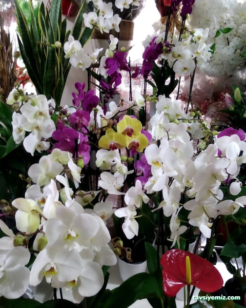 4 Mevsim Çiçekçilik