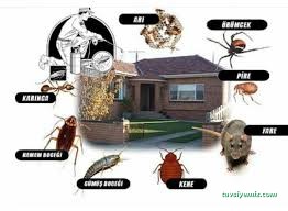 Lavanta İlaçlama (Hakkari Böcek İlaçlama)