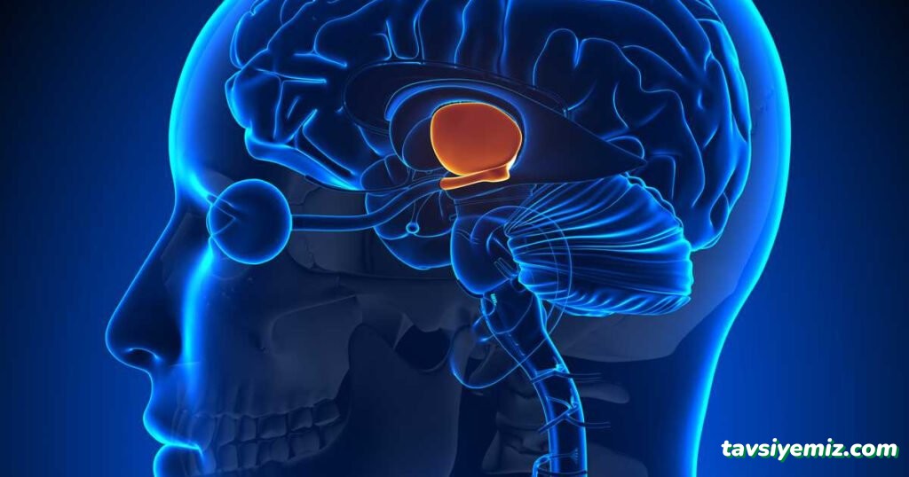 Prof. Dr. Sibel Ertek Yalçın, Endokrinoloji Ve Metabolizma Hastalıkları