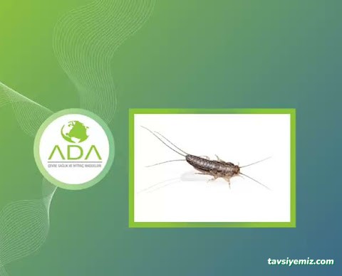 Ada İlaçlama Hizmetleri Ve Böcek Market
