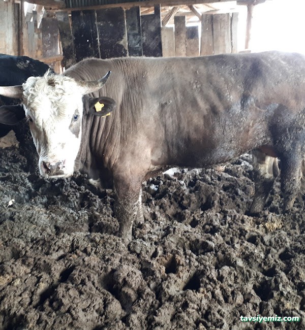 Bolu Belediye Mezbahanesi