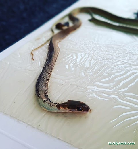 Ünal İlaç İlaçlama