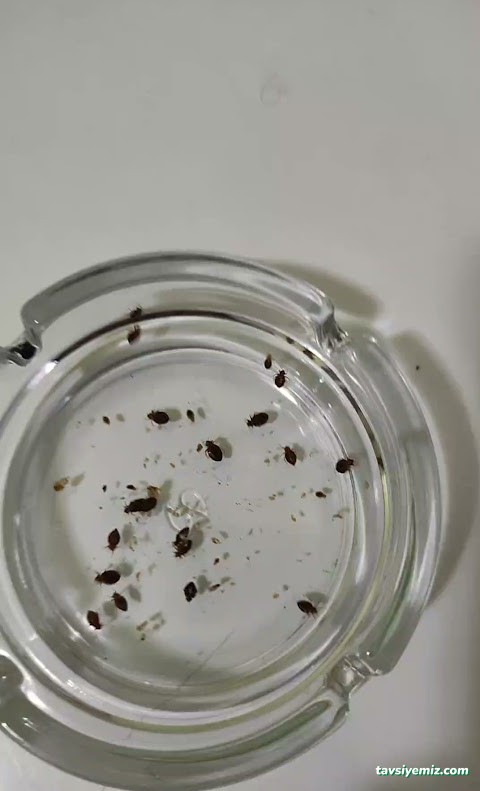 Yalova Acil İlaçlama