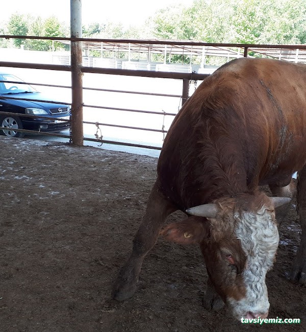 Bolu Belediye Mezbahanesi